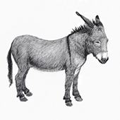 okay donkey